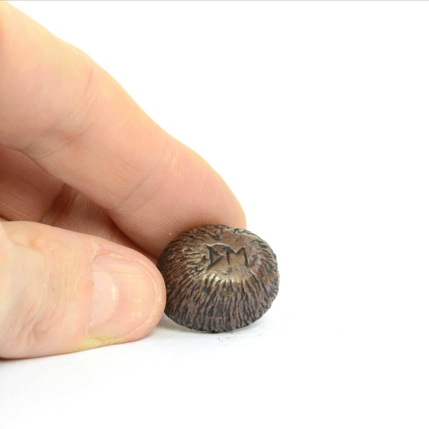 Hedgehog