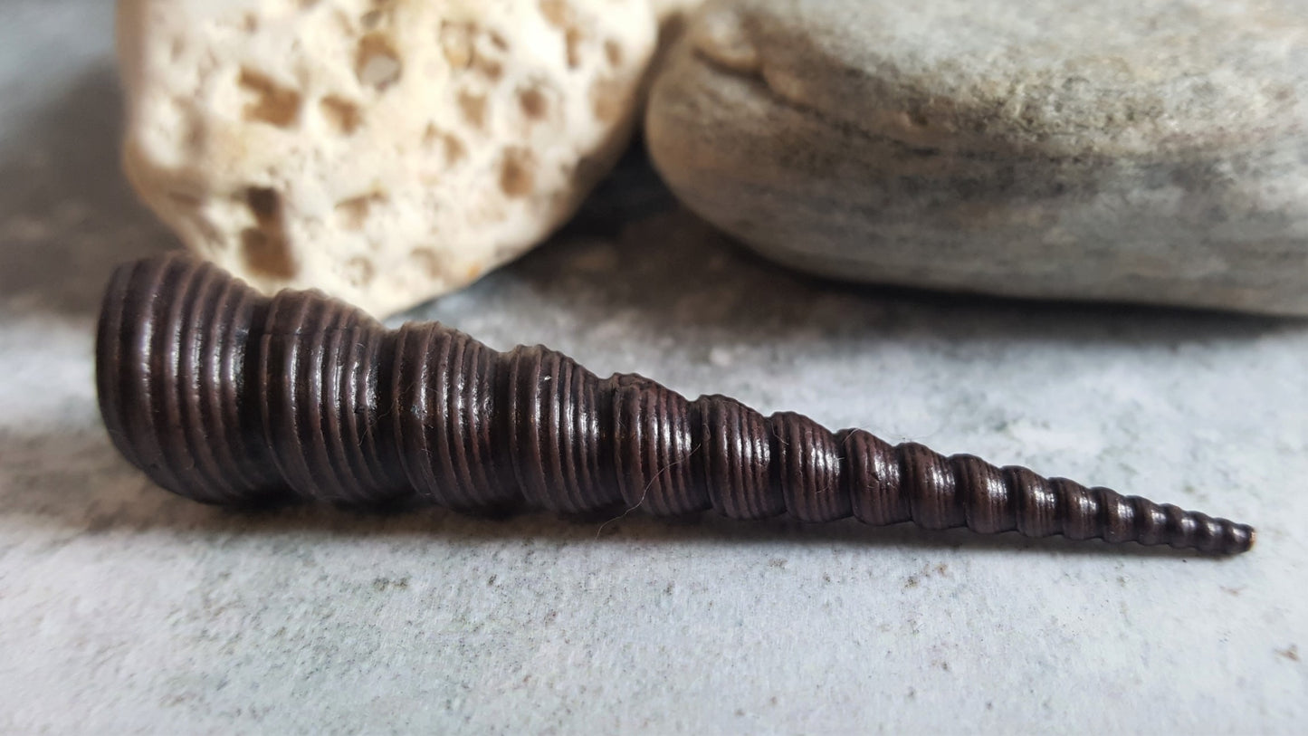 Cone Shell
