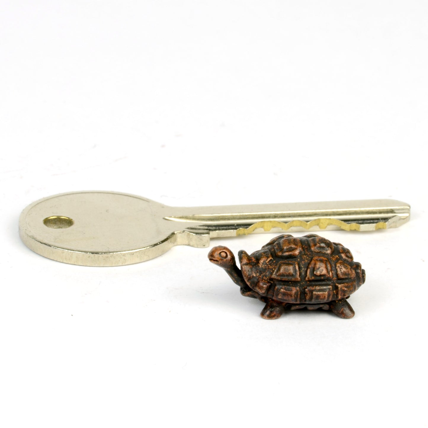 Tortoise