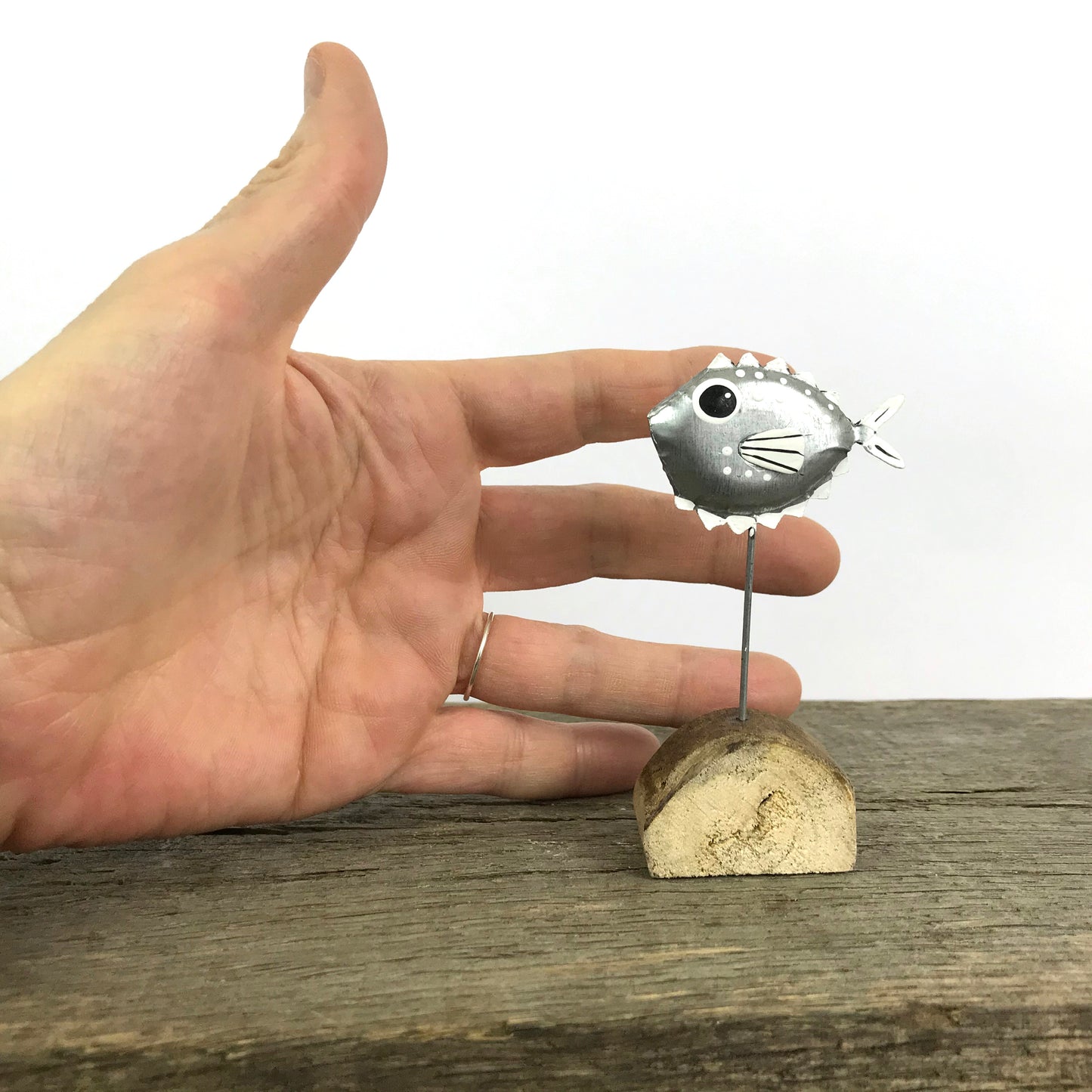 Tin Puffer Fish